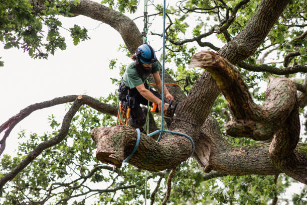 Tree and Shrub Care in Fair Haven, NY